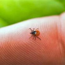 一只小蜱的照片，可能是一只成年雌性黑腿蜱