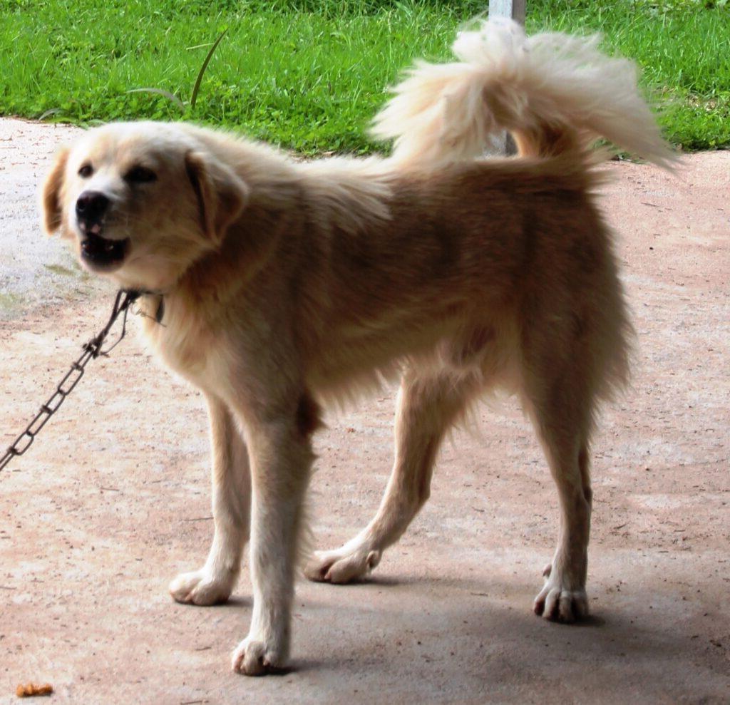 photo of the type of mixed breed search dog